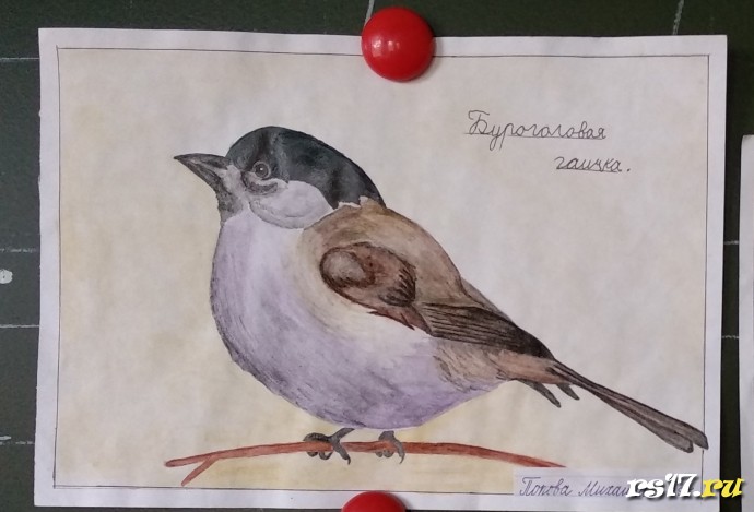 Победители 3 а класса в конкурсе скворечников и рисунков о птицах 1