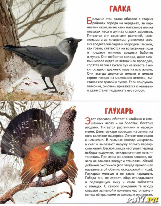 Акция "Покормите птиц зимой" 7