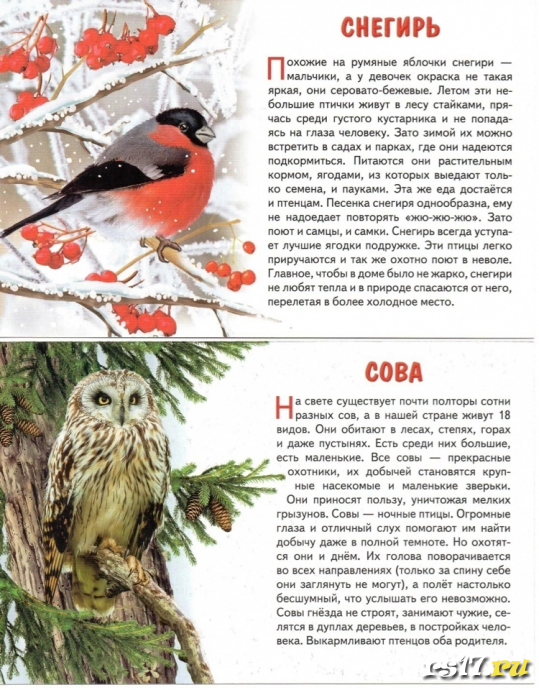 Акция "Покормите птиц зимой" 3