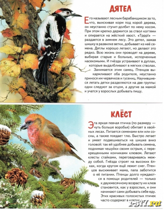 Акция "Покормите птиц зимой" 8