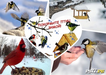 Акция "Покормите птиц зимой" Акция "Покормите птиц зимой"