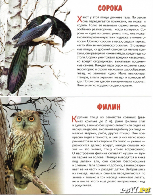 Акция "Покормите птиц зимой" 2