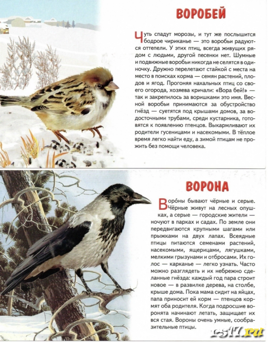 Акция "Покормите птиц зимой" 6