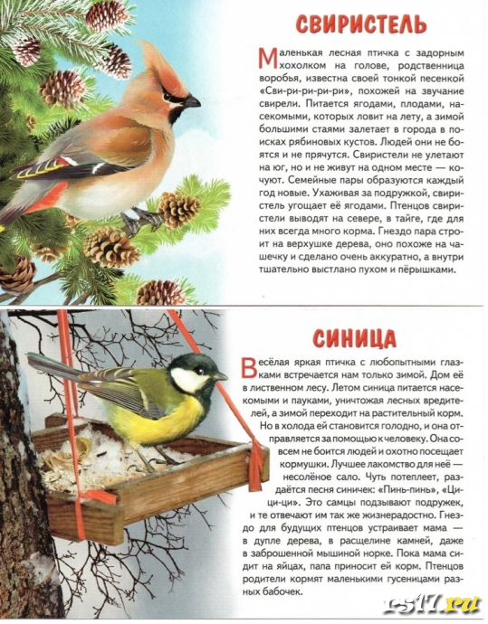 Акция "Покормите птиц зимой" 4